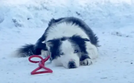 Top 5 des Palmes d'or française. Messi, un border collie devenu star planétaire.